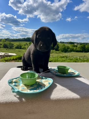 Debut litter Labrador puppy