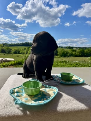 Debut litter Labrador puppy