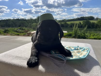 Debut litter Labrador puppy