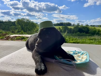 Debut litter Labrador puppy