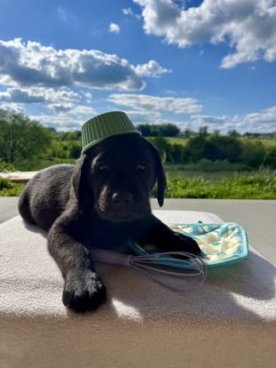 Debut litter Labrador puppy
