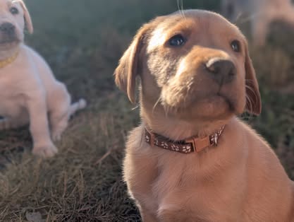 Reindeer litter Labrador puppy