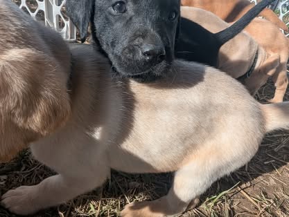 Reindeer litter Labrador puppy