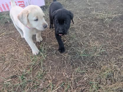 Reindeer litter Labrador puppy