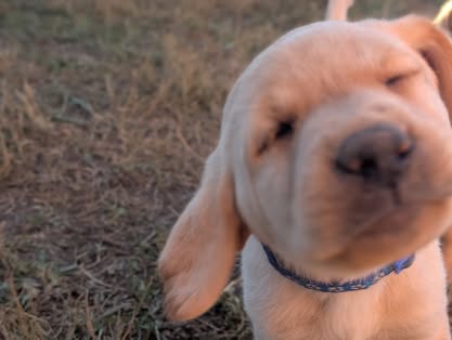 Reindeer litter Labrador puppy
