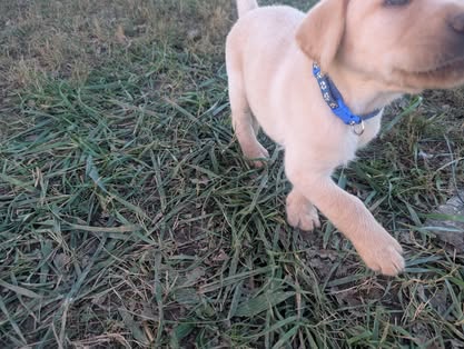 Reindeer litter Labrador puppy
