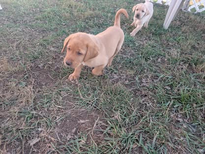 Reindeer litter Labrador puppy