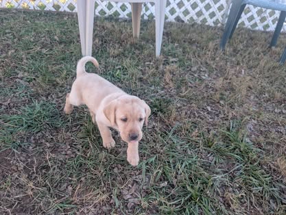 Reindeer litter Labrador puppy