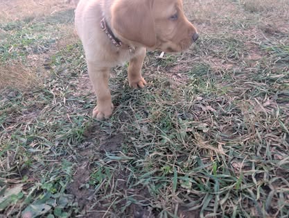 Reindeer litter Labrador puppy