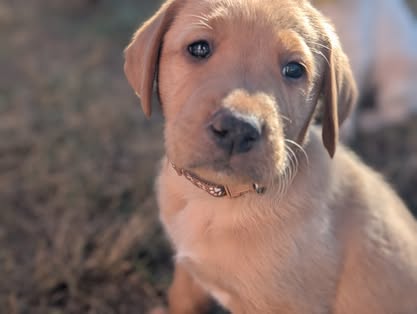 Reindeer litter Labrador puppy