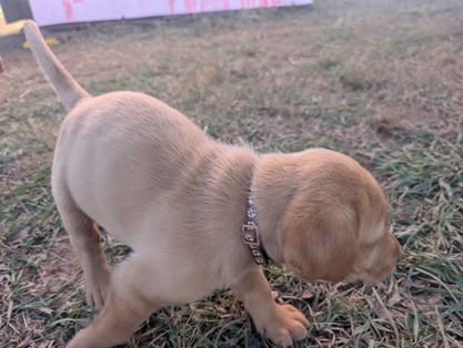 Reindeer litter Labrador puppy