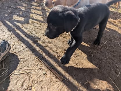 Reindeer litter Labrador puppy