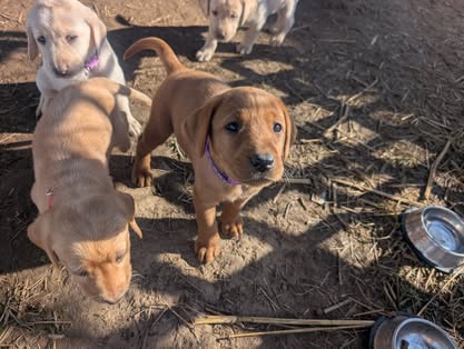 Reindeer litter Labrador puppy
