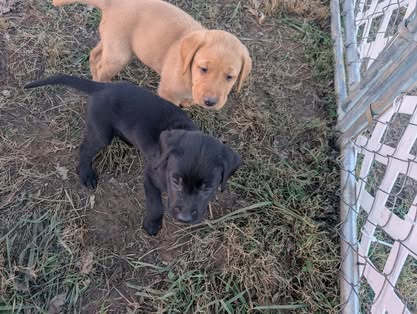 Reindeer litter Labrador puppy