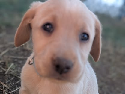 Reindeer litter Labrador puppy