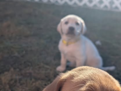 Reindeer litter Labrador puppy