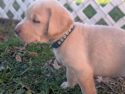 Reindeer litter Labrador puppy