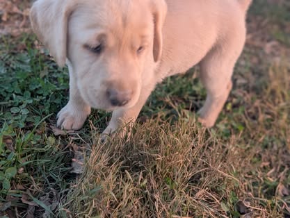 Reindeer litter Labrador puppy
