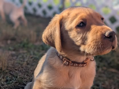 Reindeer litter Labrador puppy