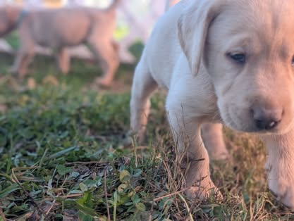 Reindeer litter Labrador puppy