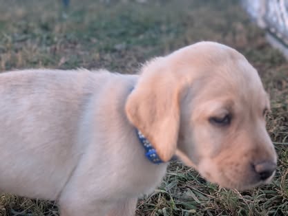 Reindeer litter Labrador puppy