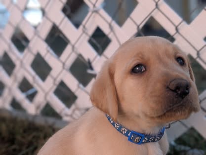 Reindeer litter Labrador puppy