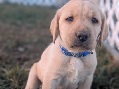 Reindeer litter Labrador puppy