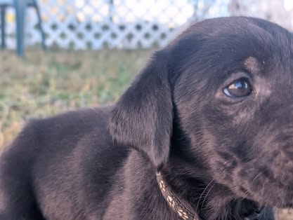 Reindeer litter Labrador puppy
