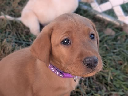 Reindeer litter Labrador puppy