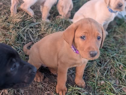 Reindeer litter Labrador puppy