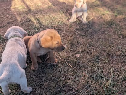 Reindeer litter Labrador puppy