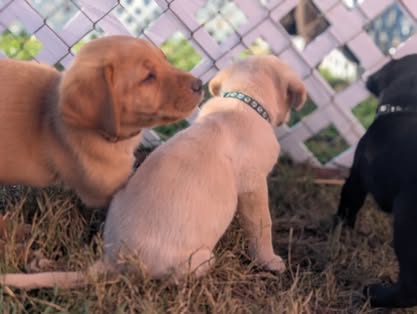 Reindeer litter Labrador puppy