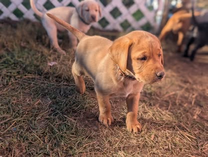Reindeer litter Labrador puppy