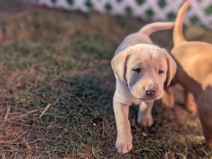 Reindeer litter Labrador puppy