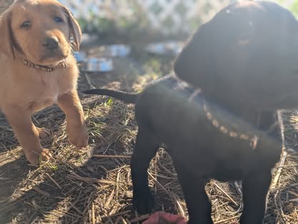 Reindeer litter Labrador puppy