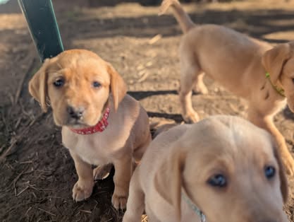 Reindeer litter Labrador puppy