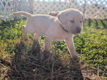 Reindeer litter Labrador puppy