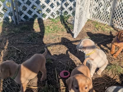 Reindeer litter Labrador puppy