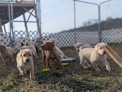 Reindeer litter Labrador puppy