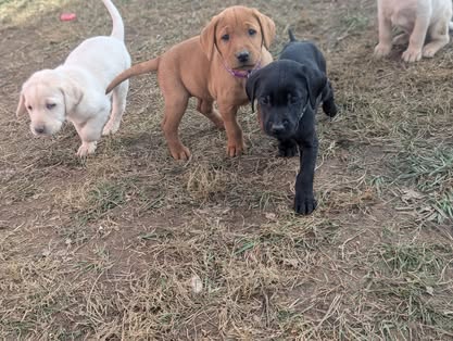 Reindeer litter Labrador puppy