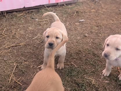Reindeer litter Labrador puppy