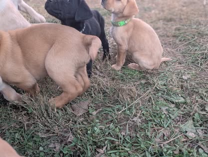 Reindeer litter Labrador puppy