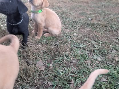 Reindeer litter Labrador puppy