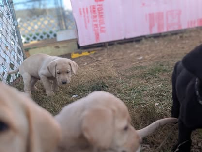 Reindeer litter Labrador puppy