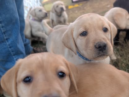 Reindeer litter Labrador puppy