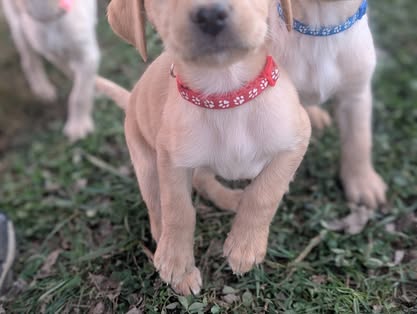 Reindeer litter Labrador puppy