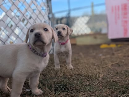Reindeer litter Labrador puppy