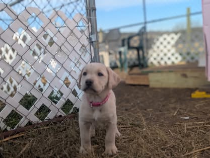 Reindeer litter Labrador puppy