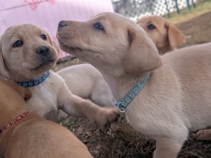 Reindeer litter Labrador puppy