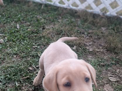 Reindeer litter Labrador puppy